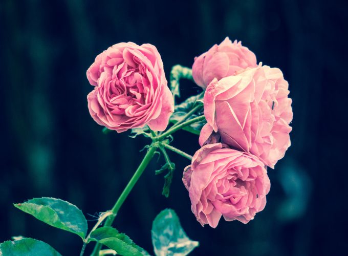 Stock Images rose, flowers, 5k, Stock Images 570646962